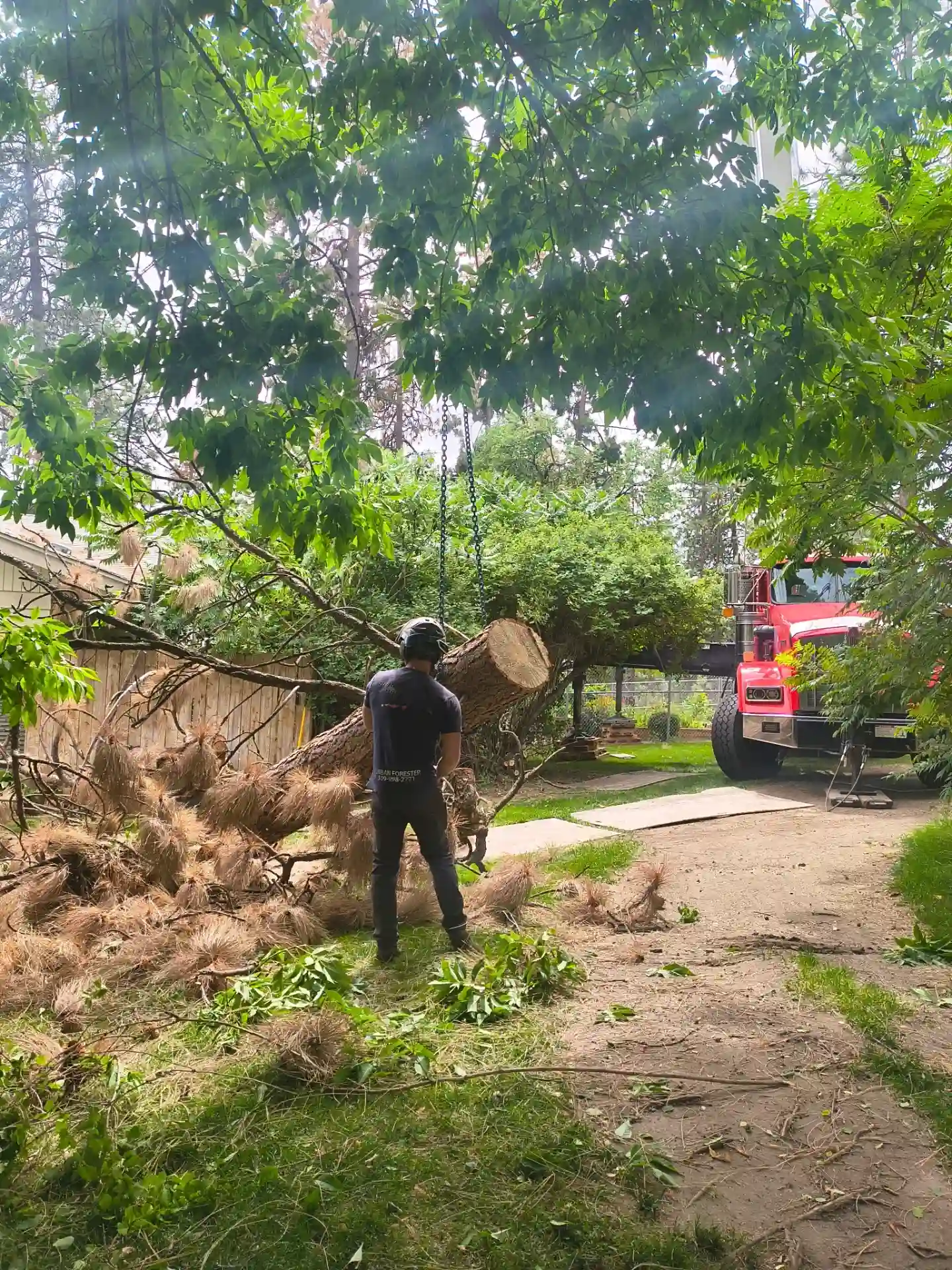 Tree removal and care project in Spokane
