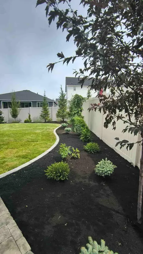 Newly planted trees on a Spokane property